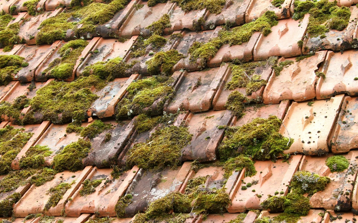 Close-up of terracotta roof tiles with visible moss